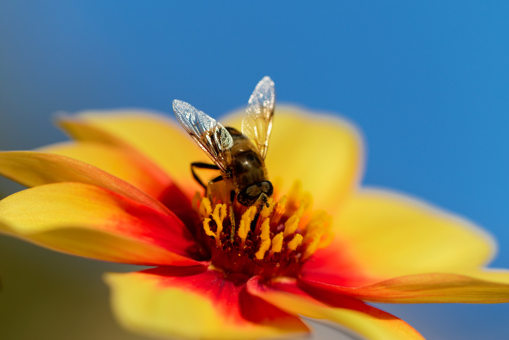 Test image